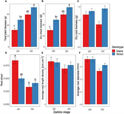 Does late water deficit induce root growth or senescence in wheat?